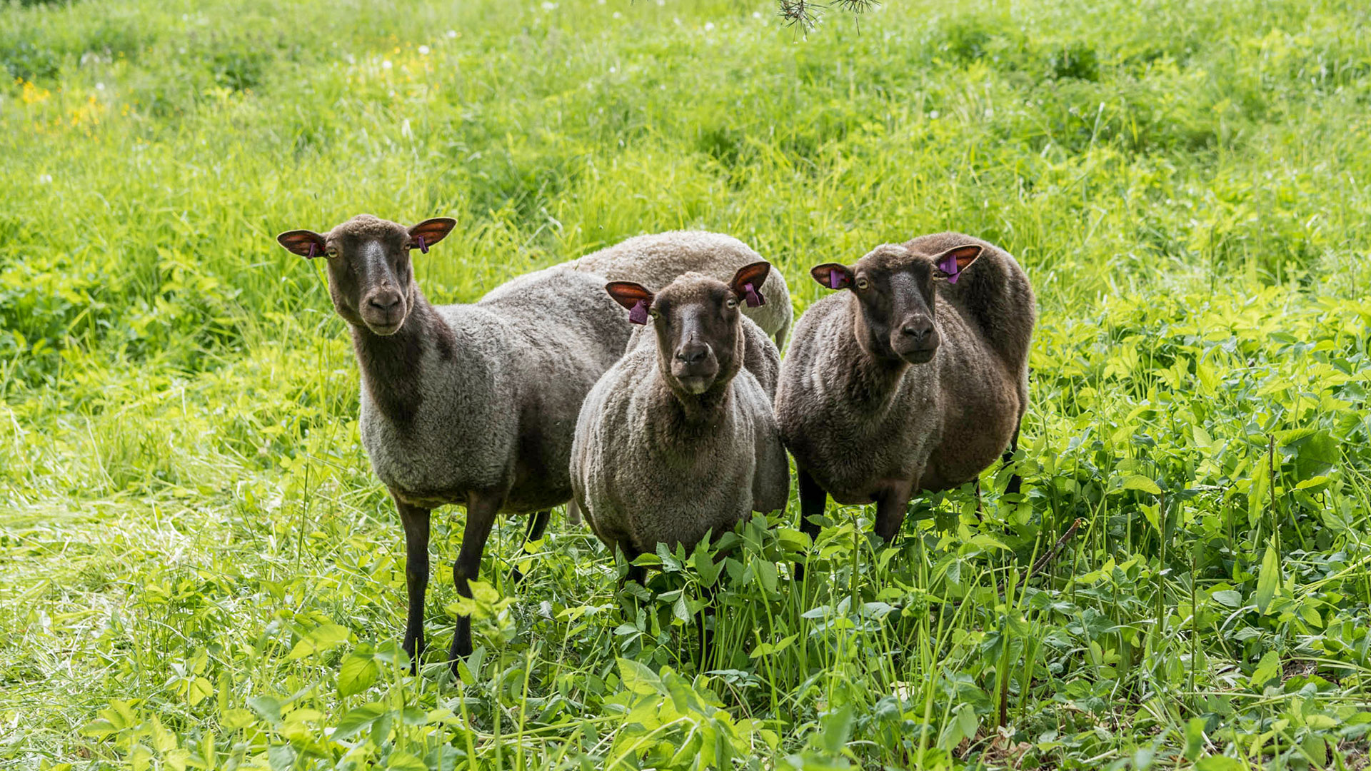 Kenkäveron pihapiirissä voit ihailla lampaita